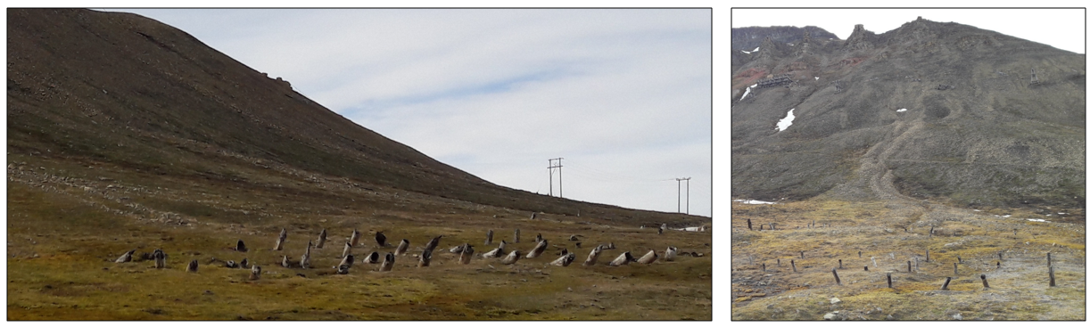 Billede af landskab fra Svalbard med en masse skæve pæle i jorden.